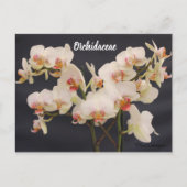 Orchidaceae, orquidea briefkaart (Voorkant)
