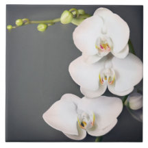 Orchidaceae (witte orchideeën)