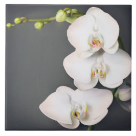 Orchidaceae (witte orchideeën) tegeltje