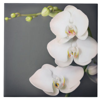 Orchidaceae (witte orchideeën) tegeltje