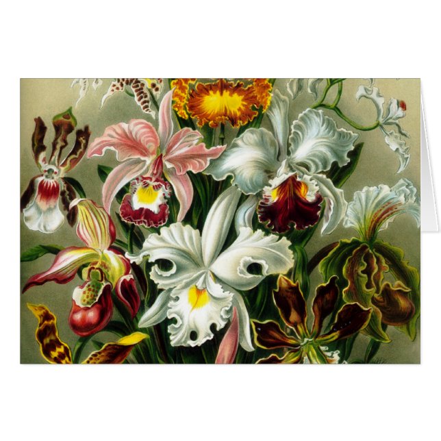 Orchidae (Voorkant Horizontaal)