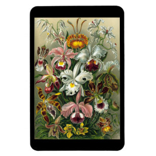 "Orchidae" door Ernst Haeckel Magneet