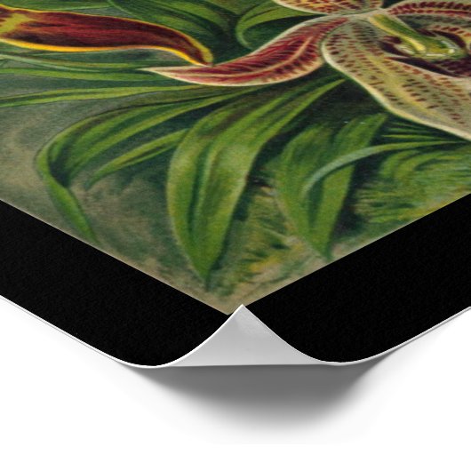 "Orchidae" door Ernst Haeckel Poster (Hoek)