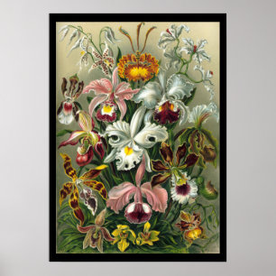 "Orchidae" door Ernst Haeckel Poster