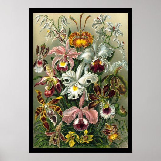 "Orchidae" door Ernst Haeckel Poster (Voorkant)