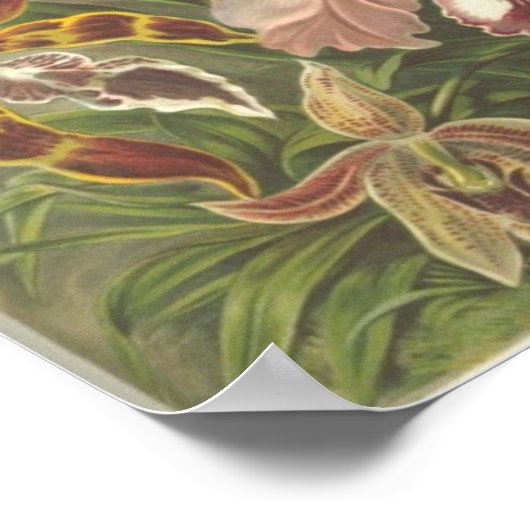 Orchidae Poster (Hoek)