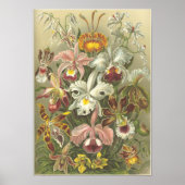 Orchidae Poster (Voorkant)