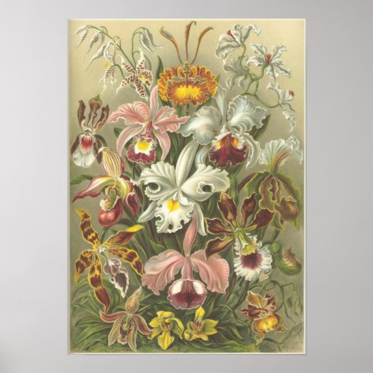 Orchidae Poster (Voorkant)