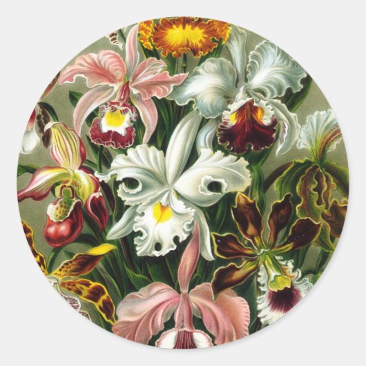 Orchidae Ronde Sticker (Voorkant)