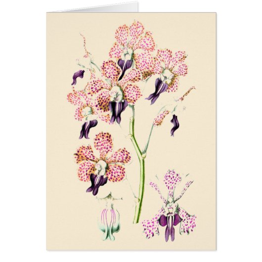 Orchide bloem Roze paarse gespikkeld vintage botan (Voorkant)