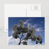 Orchide Briefkaart (Voorkant / Achterkant)