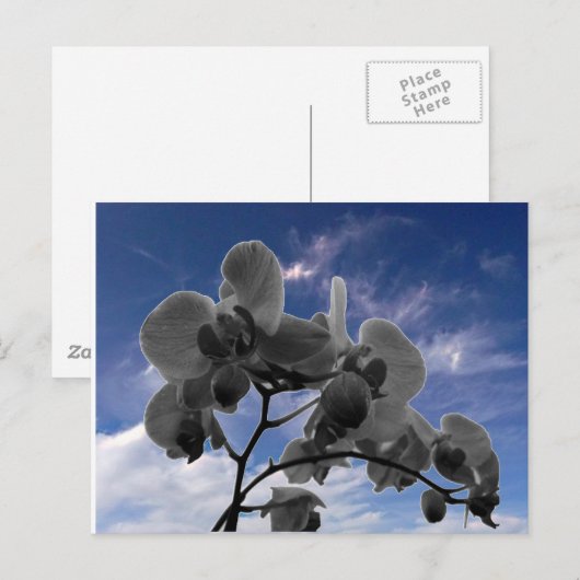 Orchide Briefkaart (Voorkant / Achterkant)