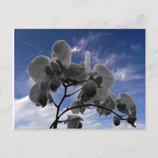 Orchide Briefkaart