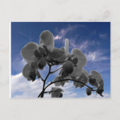 Orchide Briefkaart (Voorkant)
