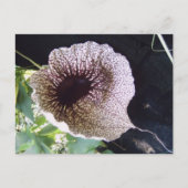 Orchide Briefkaart (Voorkant)