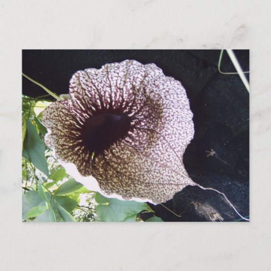 Orchide Briefkaart (Voorkant)