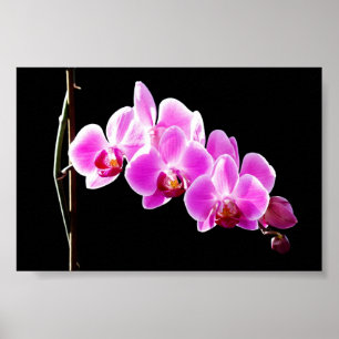 Orchide Poster