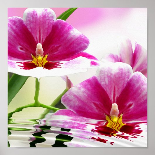 Orchide rimpel poster (Voorkant)