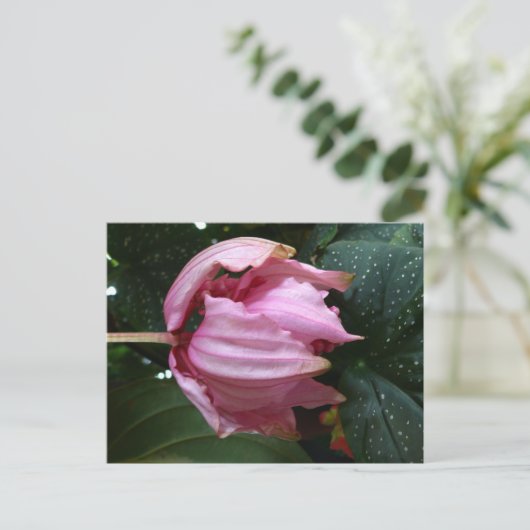 Orchide Roos (roze orchidee) - Martinique, FWI Briefkaart (Staand voorkant)