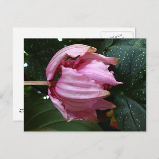 Orchide Roos (roze orchidee) - Martinique, FWI Briefkaart (Voorkant / Achterkant)