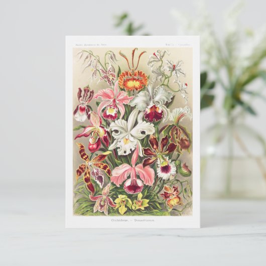 Orchideae Denusblumen A Giltsch By Ernst Haeckel Save The Date (Staand voorkant)