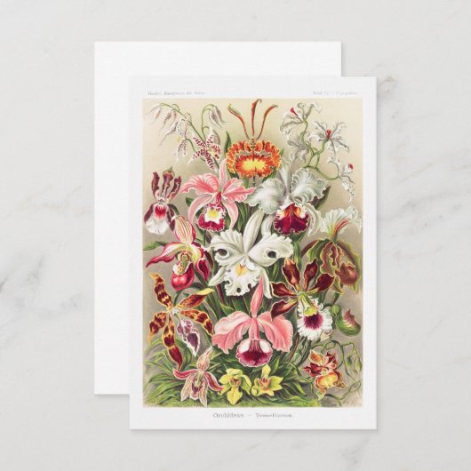 Orchideae Denusblumen A Giltsch By Ernst Haeckel Save The Date (Voorkant / Achterkant)