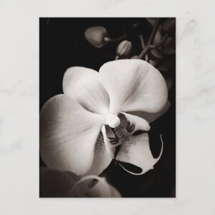 Orchidebloem Briefkaart