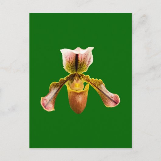 Orchidebloem Feestdagenkaart (Voorkant)