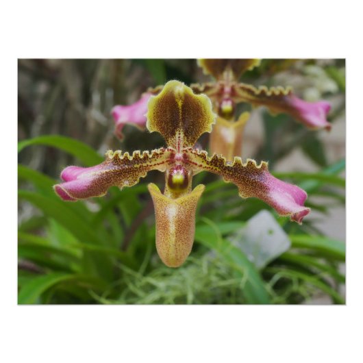 Orchidebloem Perfect Poster (Voorkant)