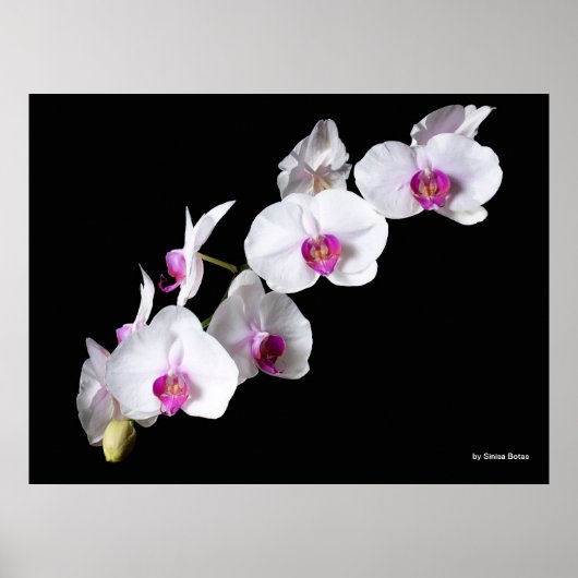 Orchidebloemen, van Sinisa Botas Poster (Voorkant)