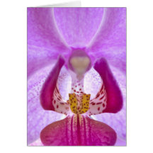 Orchidee