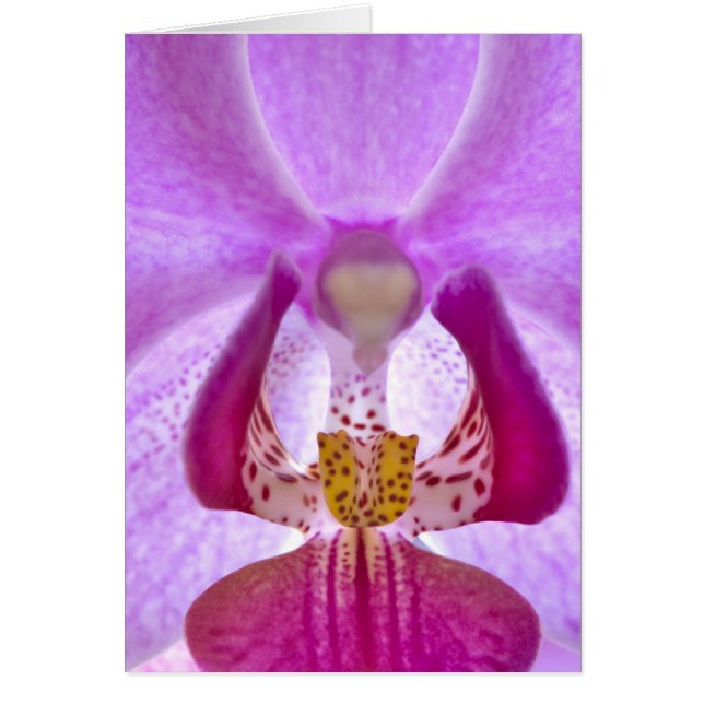 Orchidee (Voorkant)