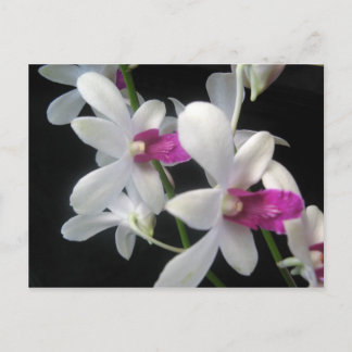Orchidee 1 briefkaart