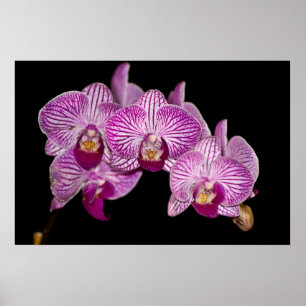 Orchidee 1 op zwart poster