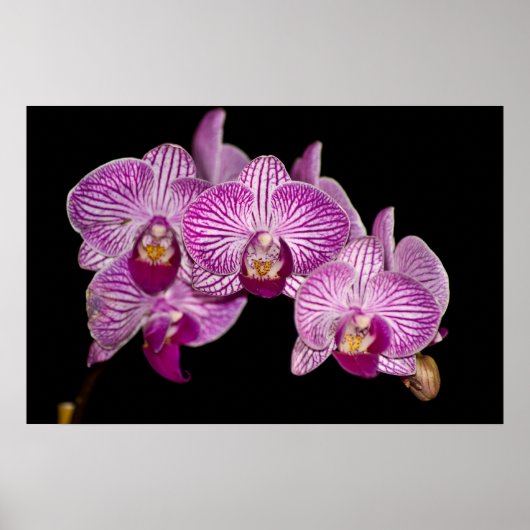 Orchidee 1 op zwart poster (Voorkant)