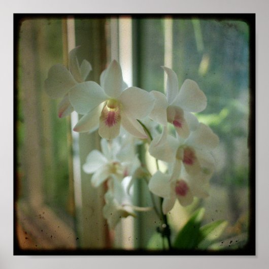 orchidee 8 x 8 originele Natuur TTV foto Poster (Voorkant)