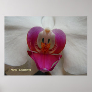 Orchidee aangezicht poster