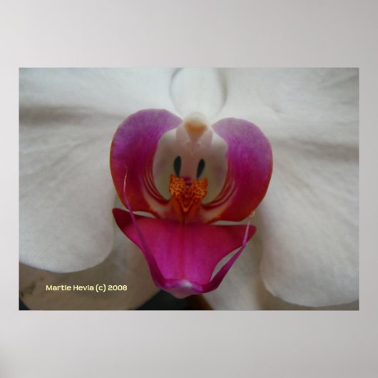 Orchidee aangezicht poster (Voorkant)