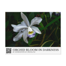 Orchidee bloeit in duisternis