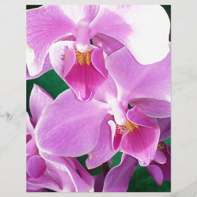 Orchidee bloeit in roze (Voorkant)