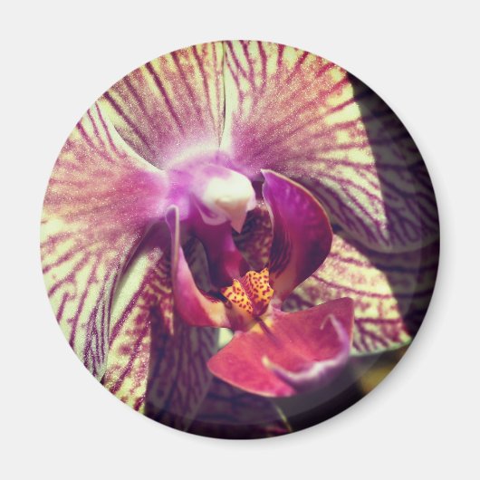 Orchidee Bloem Close-up Fotografie Magneet (Voorkant)