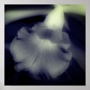 Orchidee Bloem Hoog Contrast Zwart En Wit Poster
