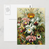  orchidee bloemillustratie briefkaart (Voorkant / Achterkant)