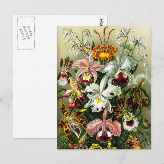  orchidee bloemillustratie briefkaart (Voorkant / Achterkant)