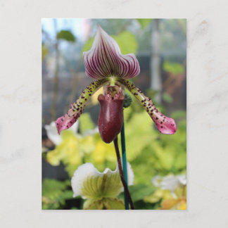 Orchidee Briefkaart