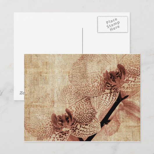 orchidee briefkaart (Voorkant / Achterkant)