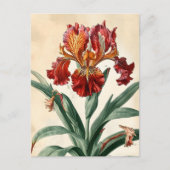  orchidee briefkaart (Voorkant)