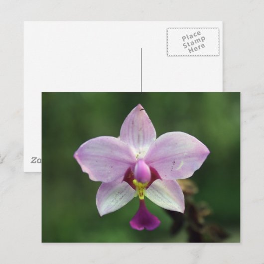 Orchidee Briefkaart (Voorkant / Achterkant)