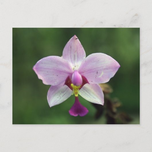 Orchidee Briefkaart (Voorkant)