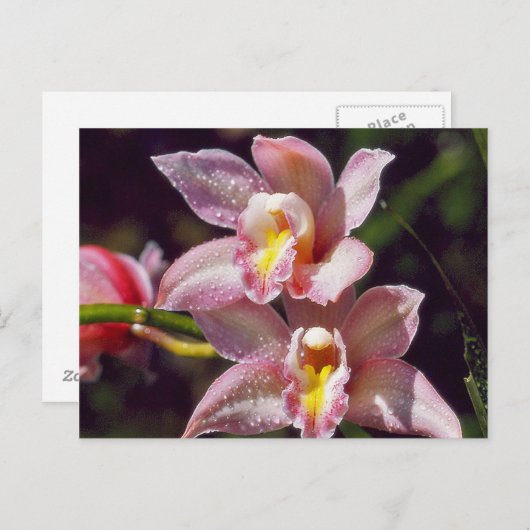 Orchidee Briefkaart (Voorkant / Achterkant)